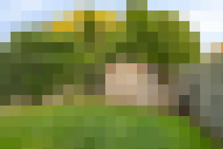 Korenweg 2 Dwingeloo thumbnail 21