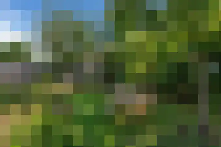 Korf 10 Den Dungen thumbnail 25