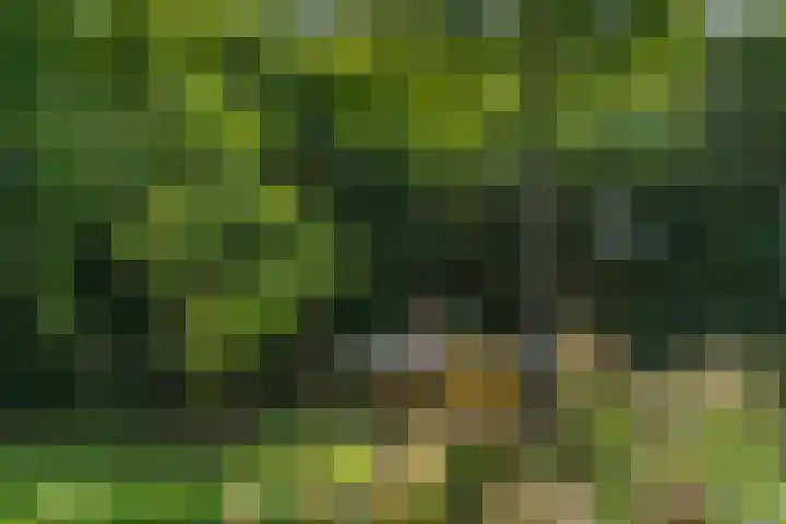 Korf 10 Den Dungen thumbnail 26
