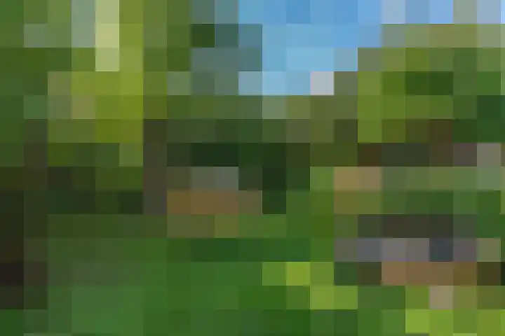 Korf 10 Den Dungen foto 3