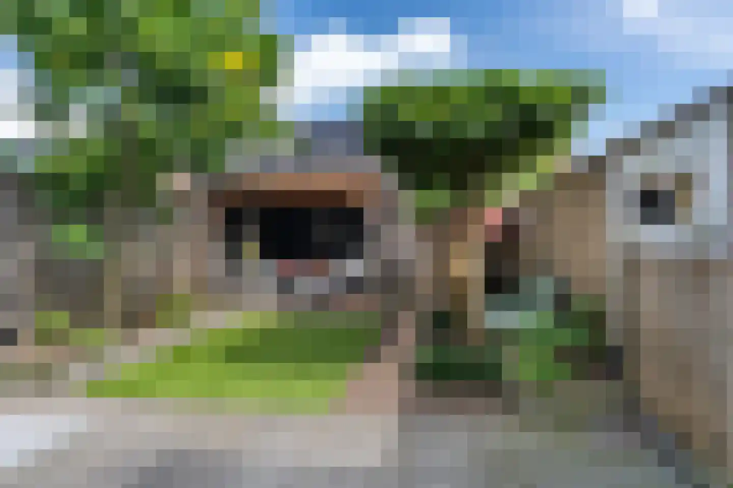 Korf 4 Den Dungen foto 2