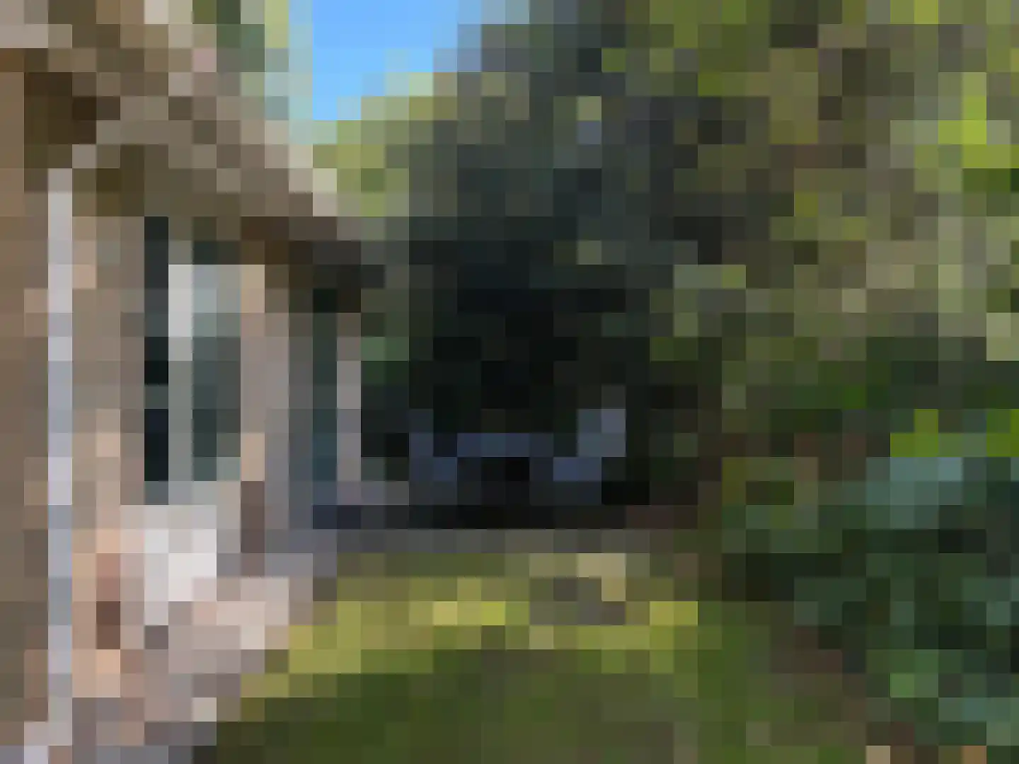 Korhoen 10 Sibculo thumbnail 6