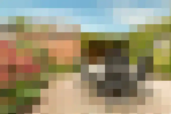 Korhoen 11 Berkel en Rodenrijs thumbnail 32