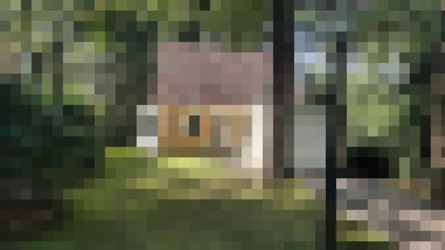 Korhoen 12 Sibculo