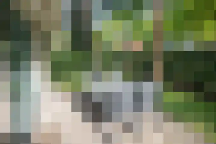 Korhoen 18 Sibculo thumbnail 30