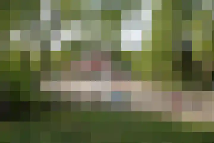 Korhoen 18 Sibculo thumbnail 34