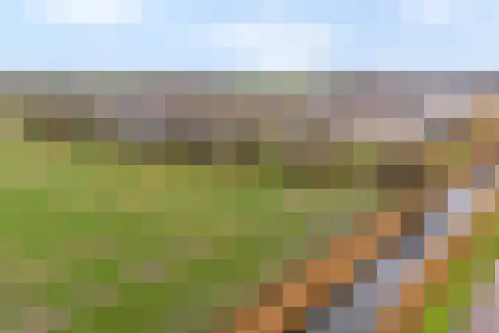 Korhoen 25 Raalte thumbnail 5