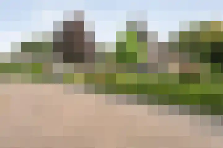 Korhoen 33 Raalte thumbnail 12