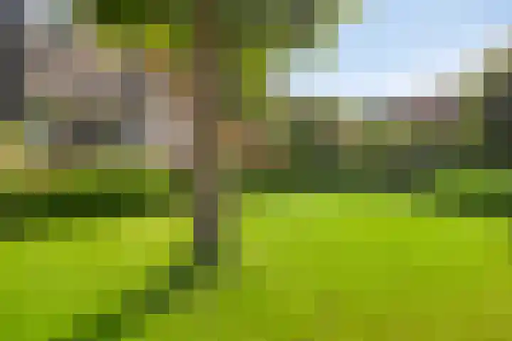 Korhoen 33 Raalte thumbnail 58