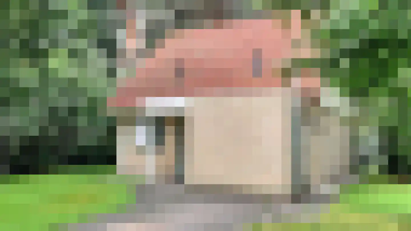Korhoen 33 Sibculo thumbnail 4