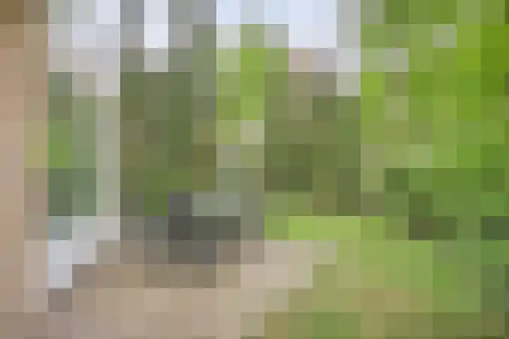Korhoen 47 Sibculo thumbnail 26