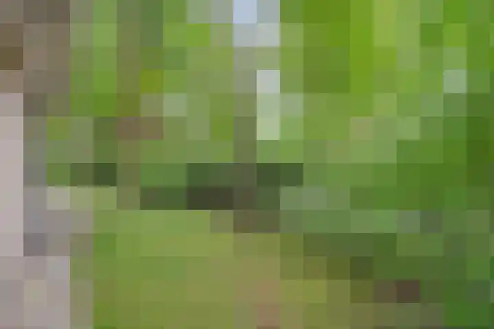 Korhoen 47 Sibculo thumbnail 27