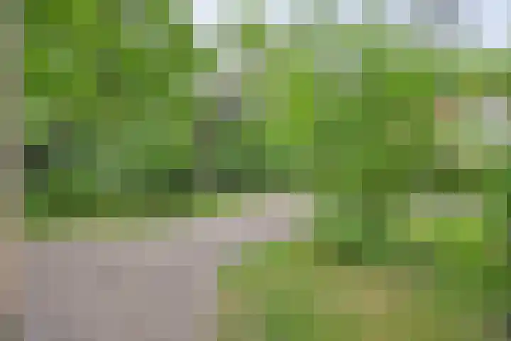 Korhoen 47 Sibculo thumbnail 5