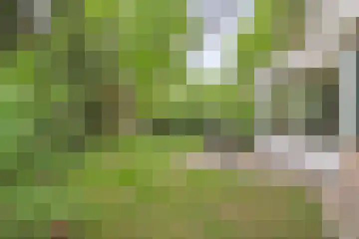 Korhoen 47 Sibculo thumbnail 6