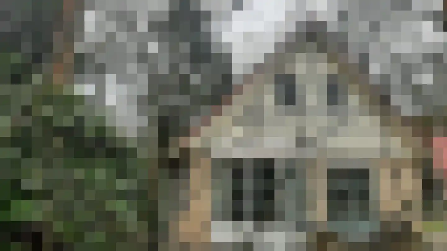 Korhoen 49 Sibculo thumbnail 4