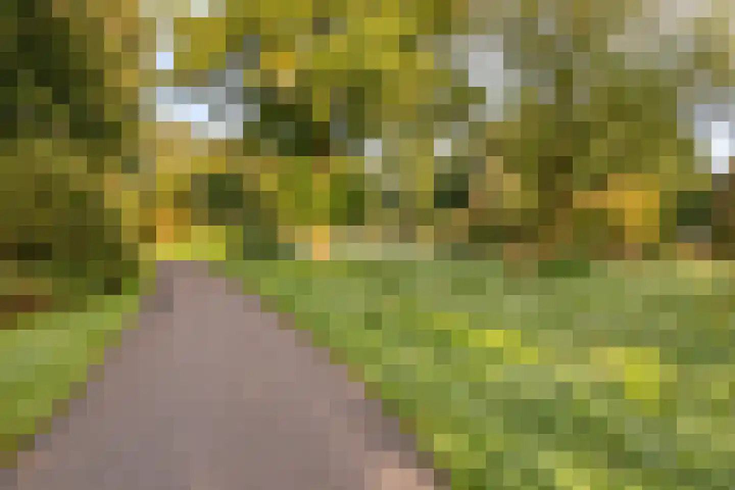 Korhoender 61 Deurne thumbnail 27