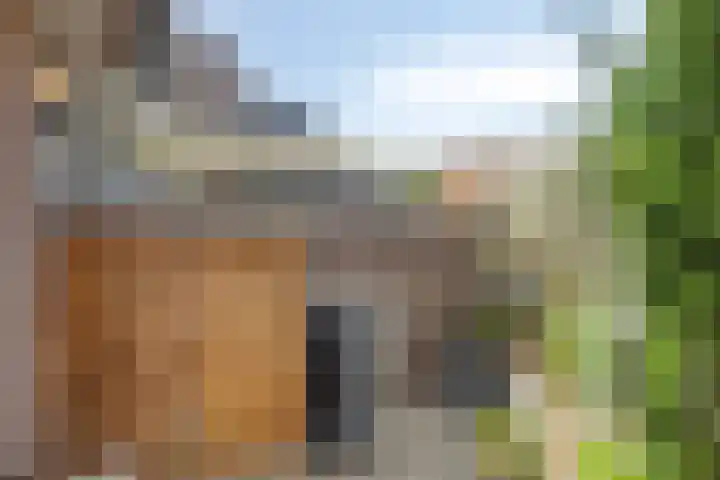 Korhoender 91 Deurne thumbnail 23