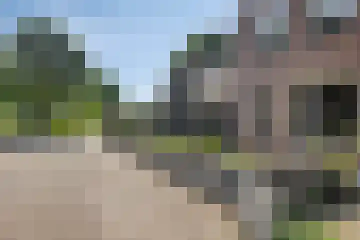 Korhoender 91 Deurne thumbnail 27