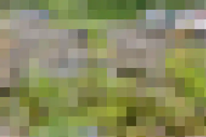 Korhoender 91 Deurne thumbnail 28