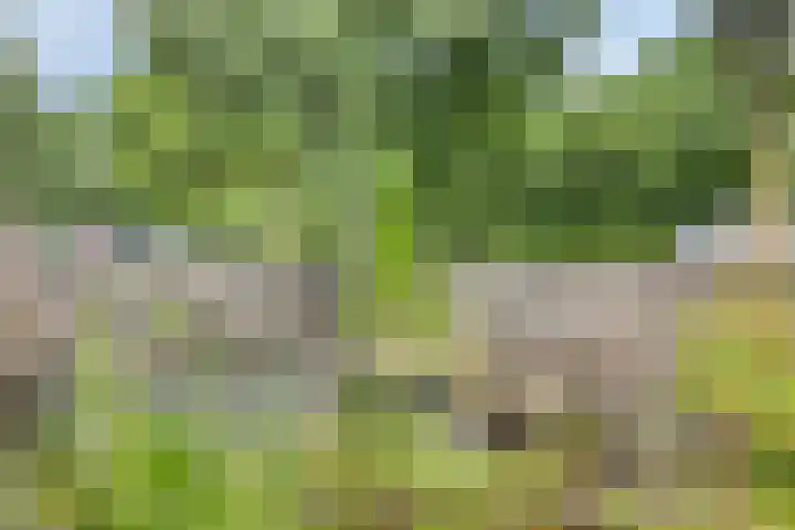 Korhoender 91 Deurne thumbnail 30