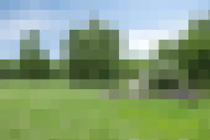 Korhoender 91 Deurne thumbnail 31