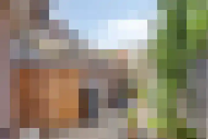Korhoender 91 Deurne thumbnail 4