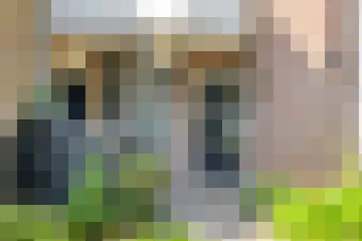 Korhoender 91 Deurne thumbnail 5