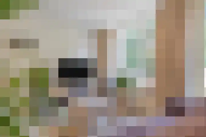 Korhoender 91 Deurne thumbnail 8
