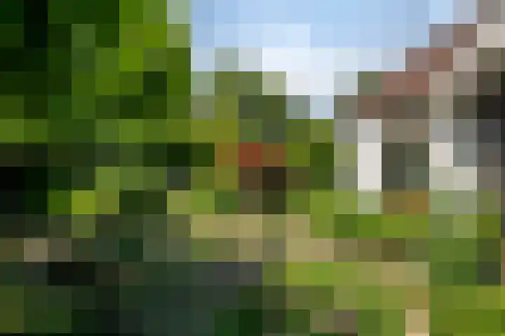 Korhoenderstraat 23 Stevensbeek thumbnail 62