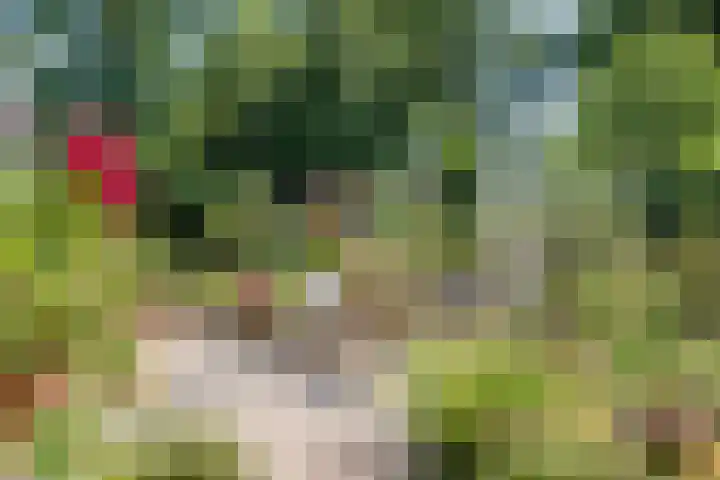 Korhoenderveld 32 Cuijk thumbnail 23
