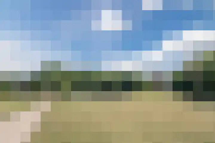 Korhoenderveld 32 Cuijk thumbnail 31