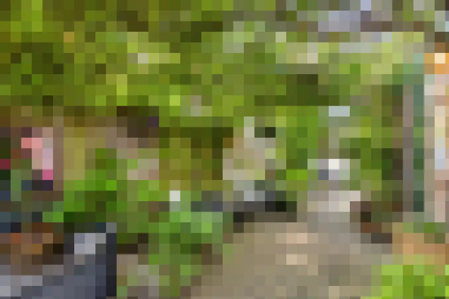 Korhoenderveld 95 Cuijk thumbnail 4