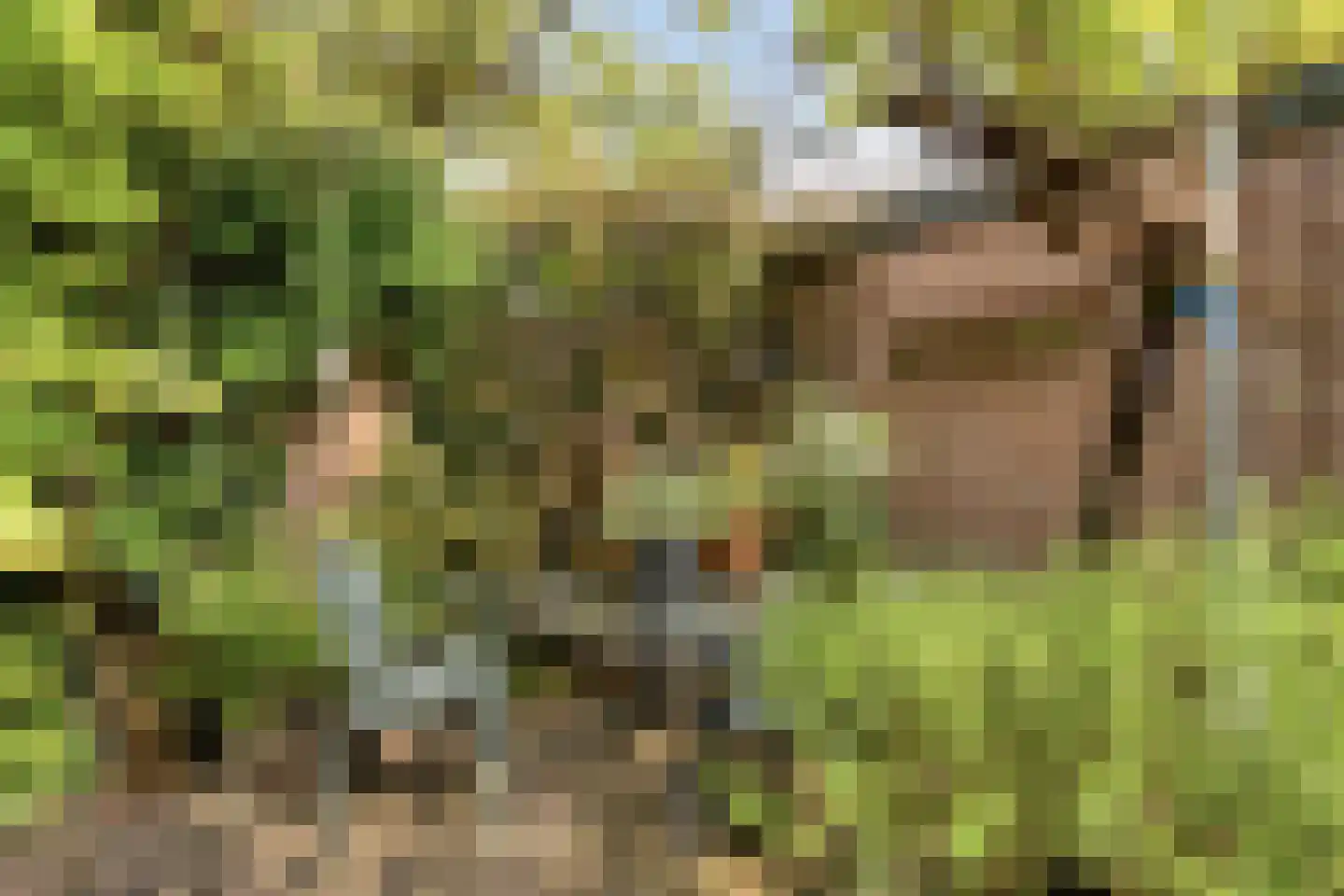 Korhoenderveld 95 Cuijk thumbnail 44