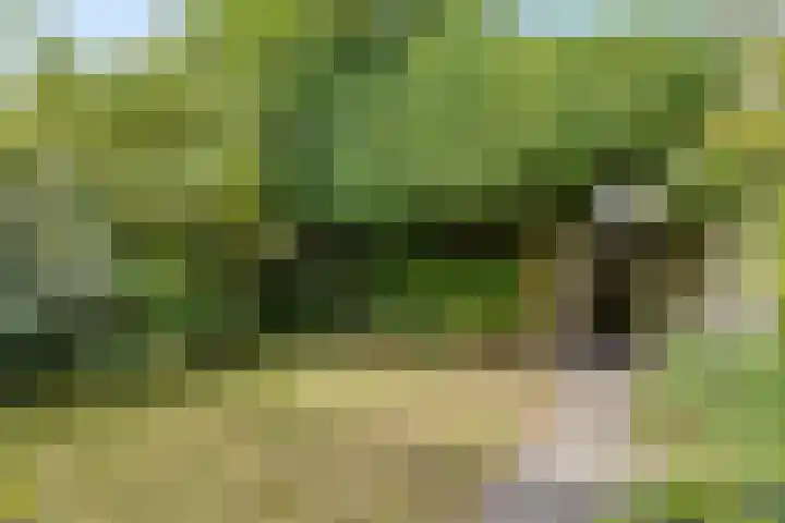 Korhoenhof 4 Nuenen thumbnail 13