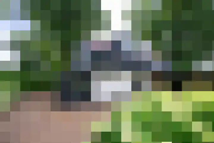 Korhoenlaan 2 20 Harderwijk thumbnail 33