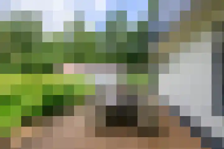 Korhoenlaan 2 20 Harderwijk thumbnail 38