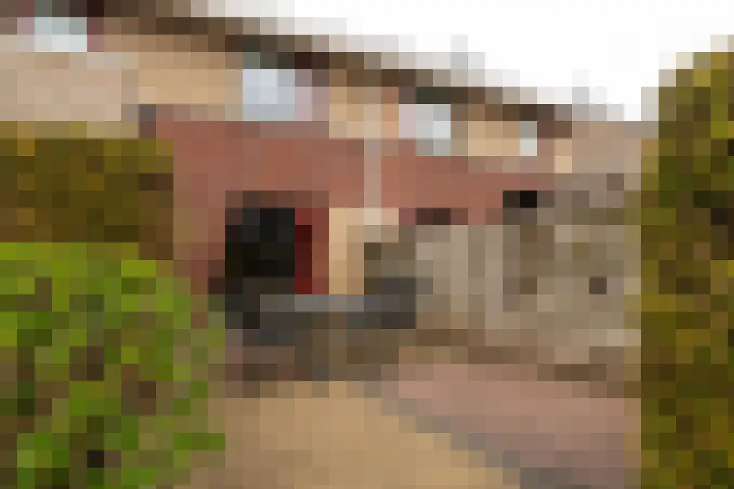 Korhoenweg 17 Epe thumbnail 34