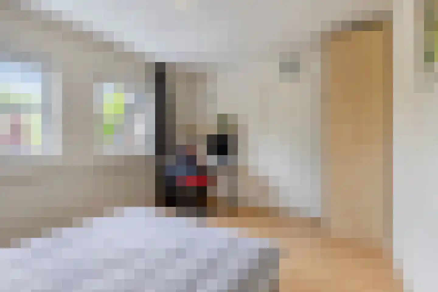 Koriander 2 Sint-Oedenrode thumbnail 36
