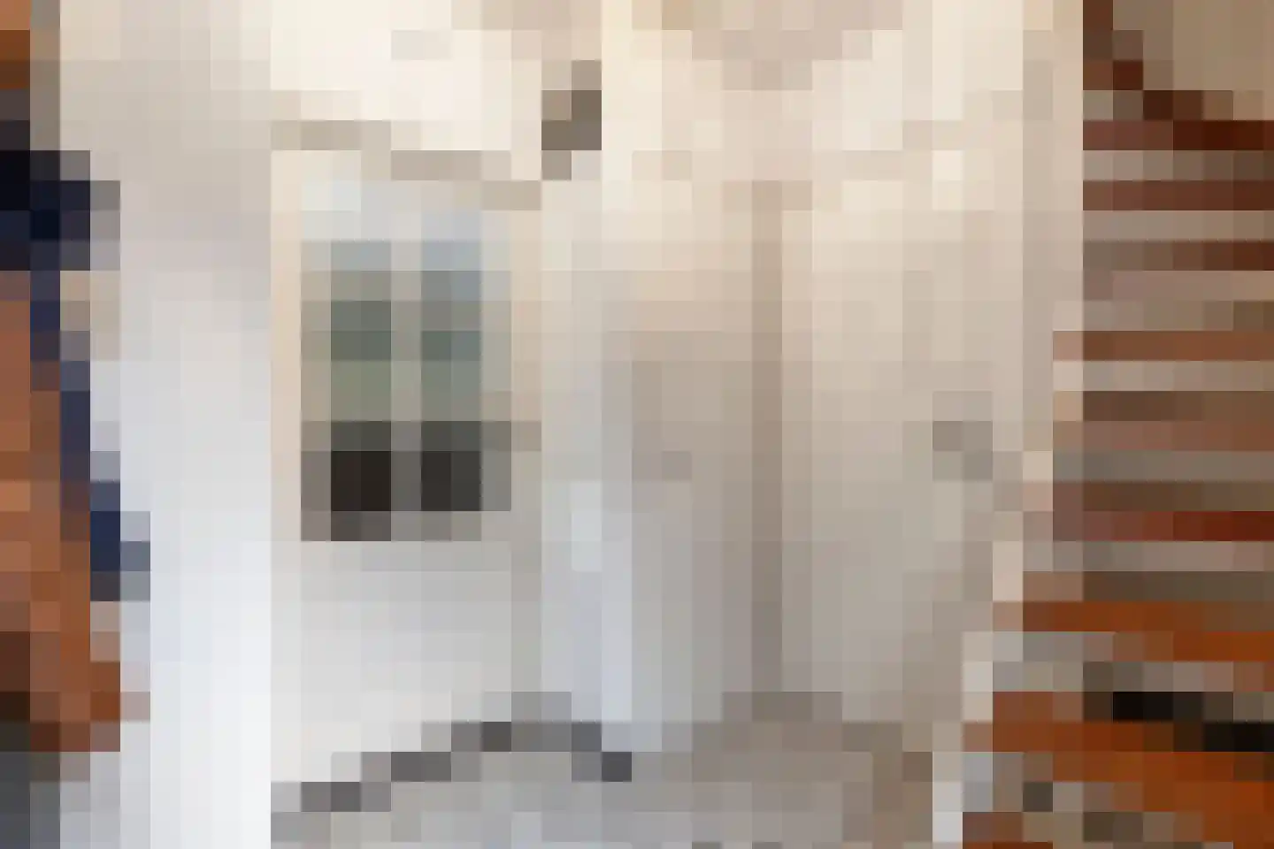 Koriander 2 Sint-Oedenrode thumbnail 8