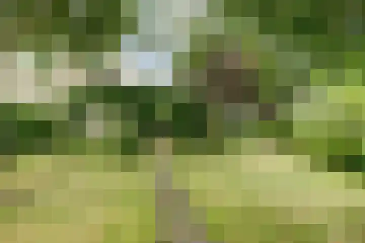 Koriander 4 Hoogkarspel thumbnail 17