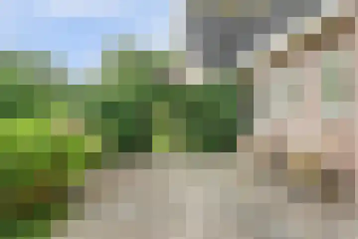 Koriander 4 Hoogkarspel thumbnail 28