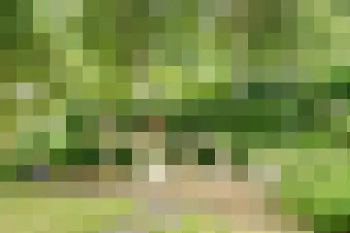 Koriander 4 Hoogkarspel thumbnail 31