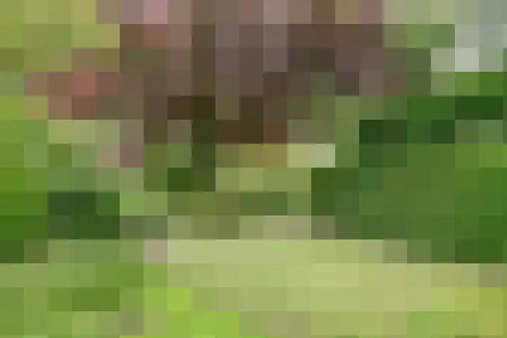 Koriander 4 Hoogkarspel thumbnail 32