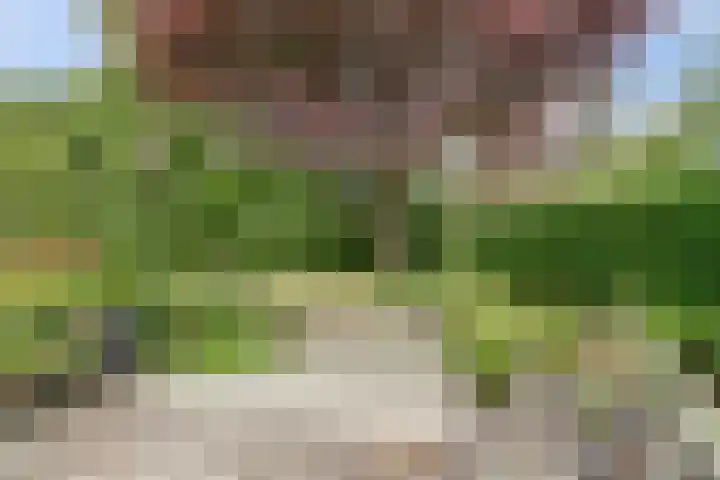 Koriander 4 Hoogkarspel thumbnail 33