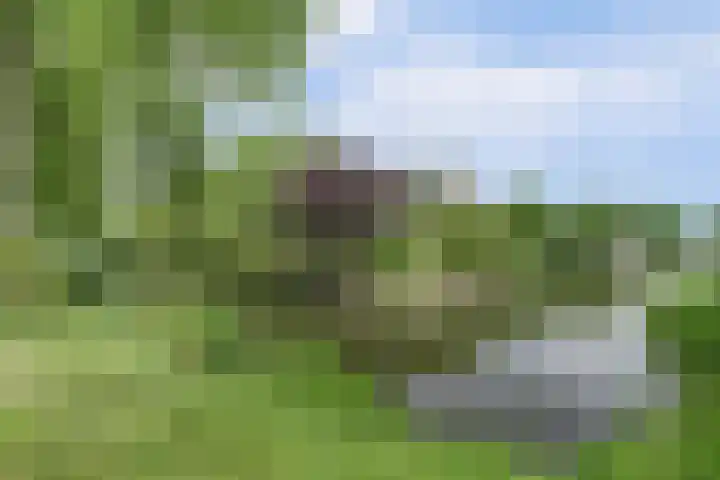 Koriander 4 Hoogkarspel thumbnail 36