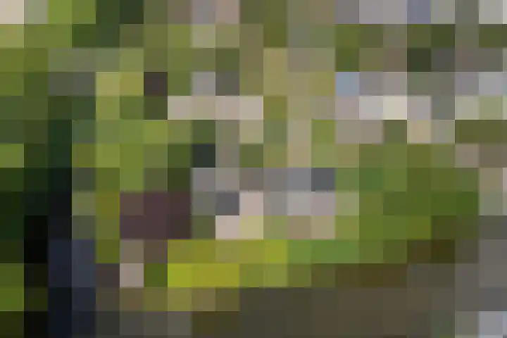 Koriander 4 Hoogkarspel thumbnail 37