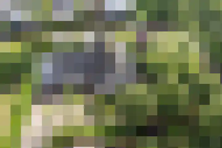 Koriander 4 Hoogkarspel thumbnail 53