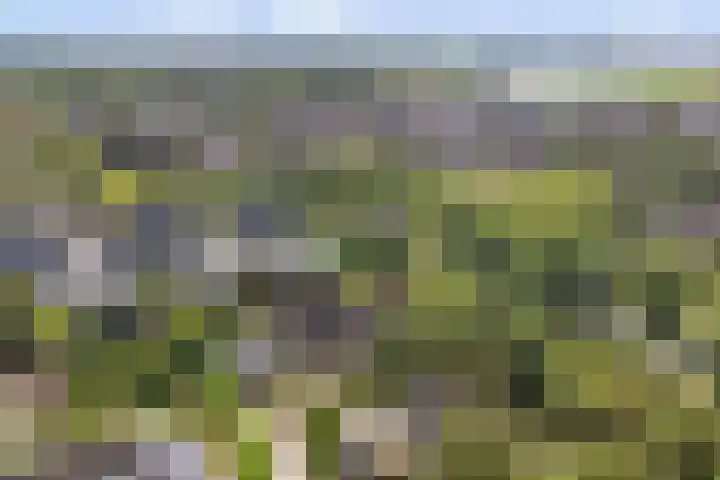 Koriander 4 Hoogkarspel thumbnail 54