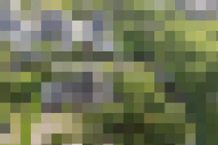Koriander 4 Hoogkarspel thumbnail 55
