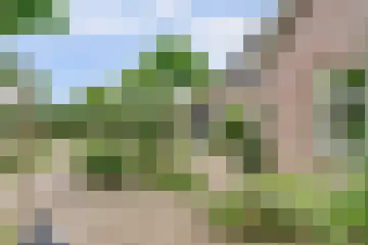 Koriander 4 Hoogkarspel thumbnail 7